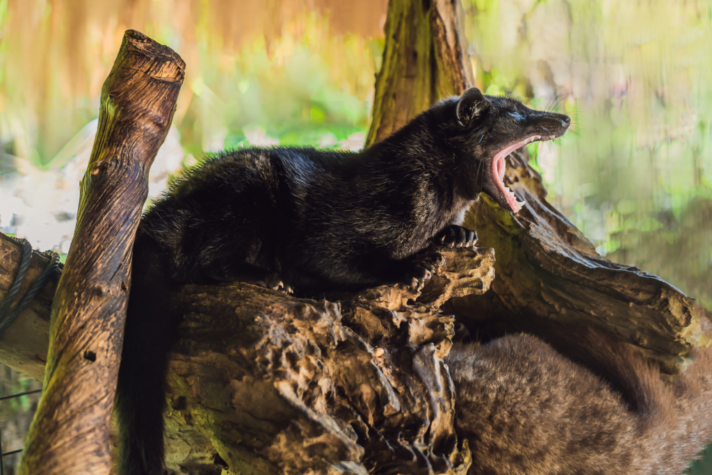 The Asian Palm Civet produces the most expensive coffee in the world