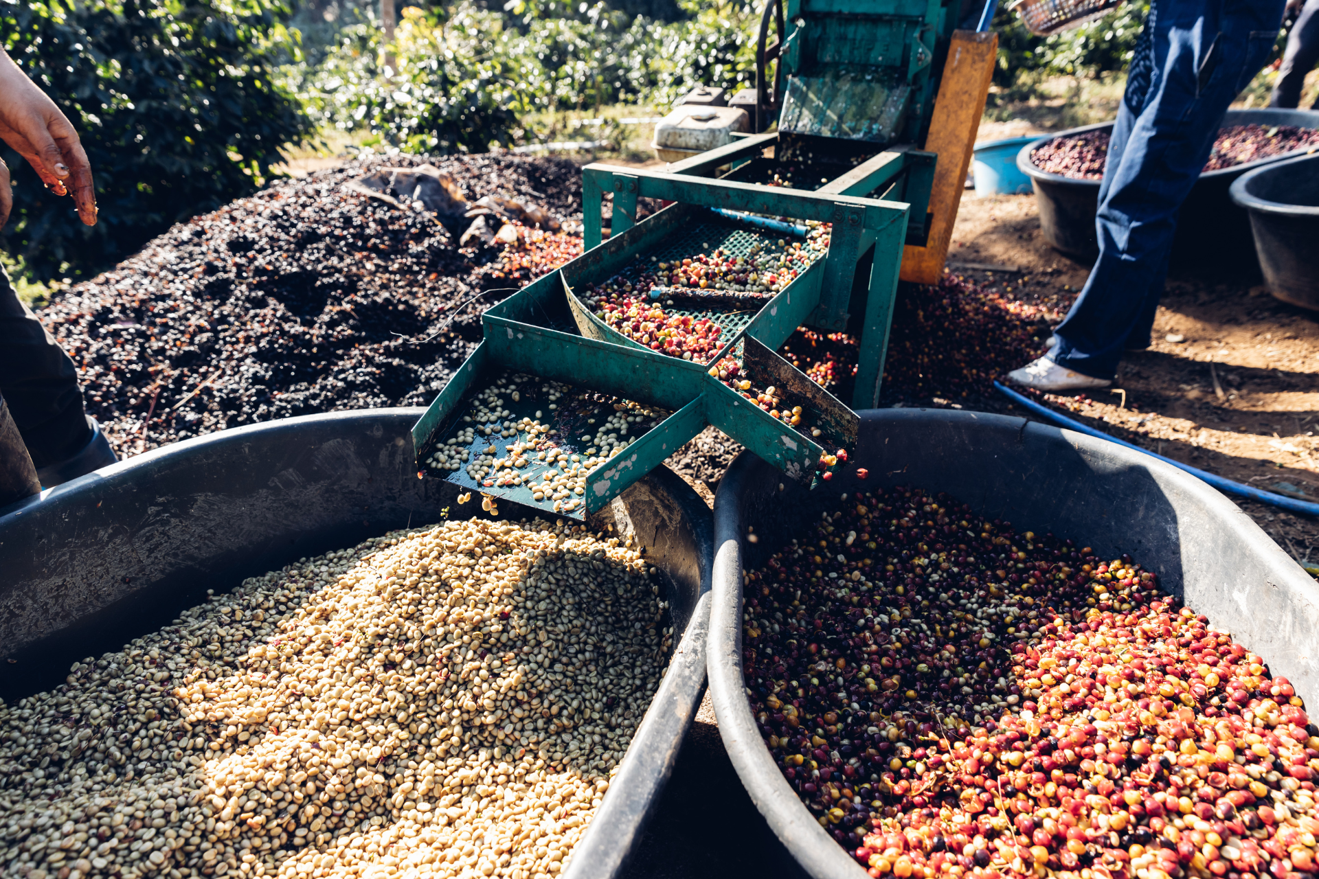 Insights into the Coffee Business